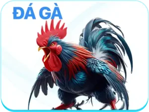 Đá gà trực tiếp LU88 với các trận đấu hấp dẫn mỗi ngày